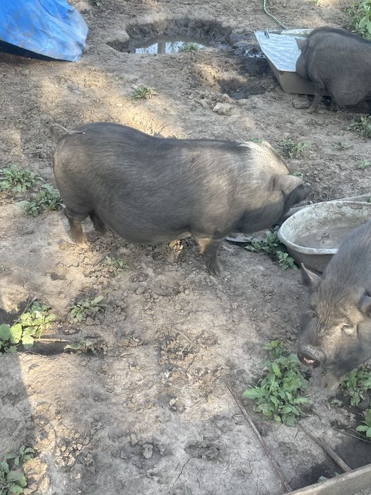 Вьетнамские свиньи тушкой