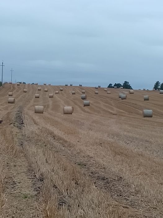 Sprzedam słomę pszenną