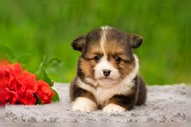 Цуценята вельш коргі пемброк