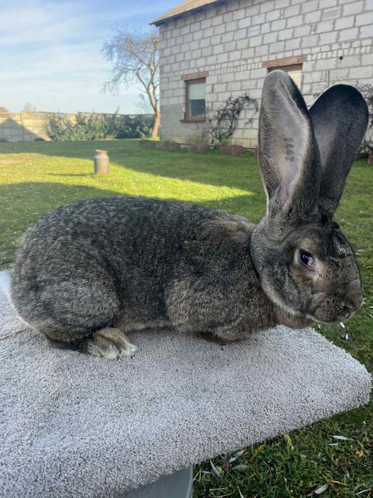 Samiczka zmieni dom z rodowodem