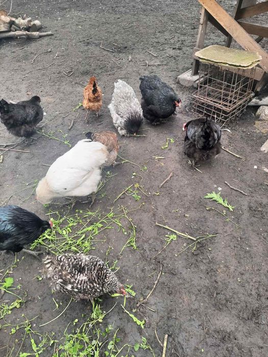 Продаю курчат яєчного напрямку! Є різного віку.Торг.опт.