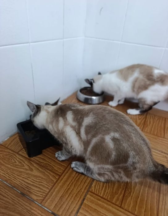 2 gatas para adoção conjunta