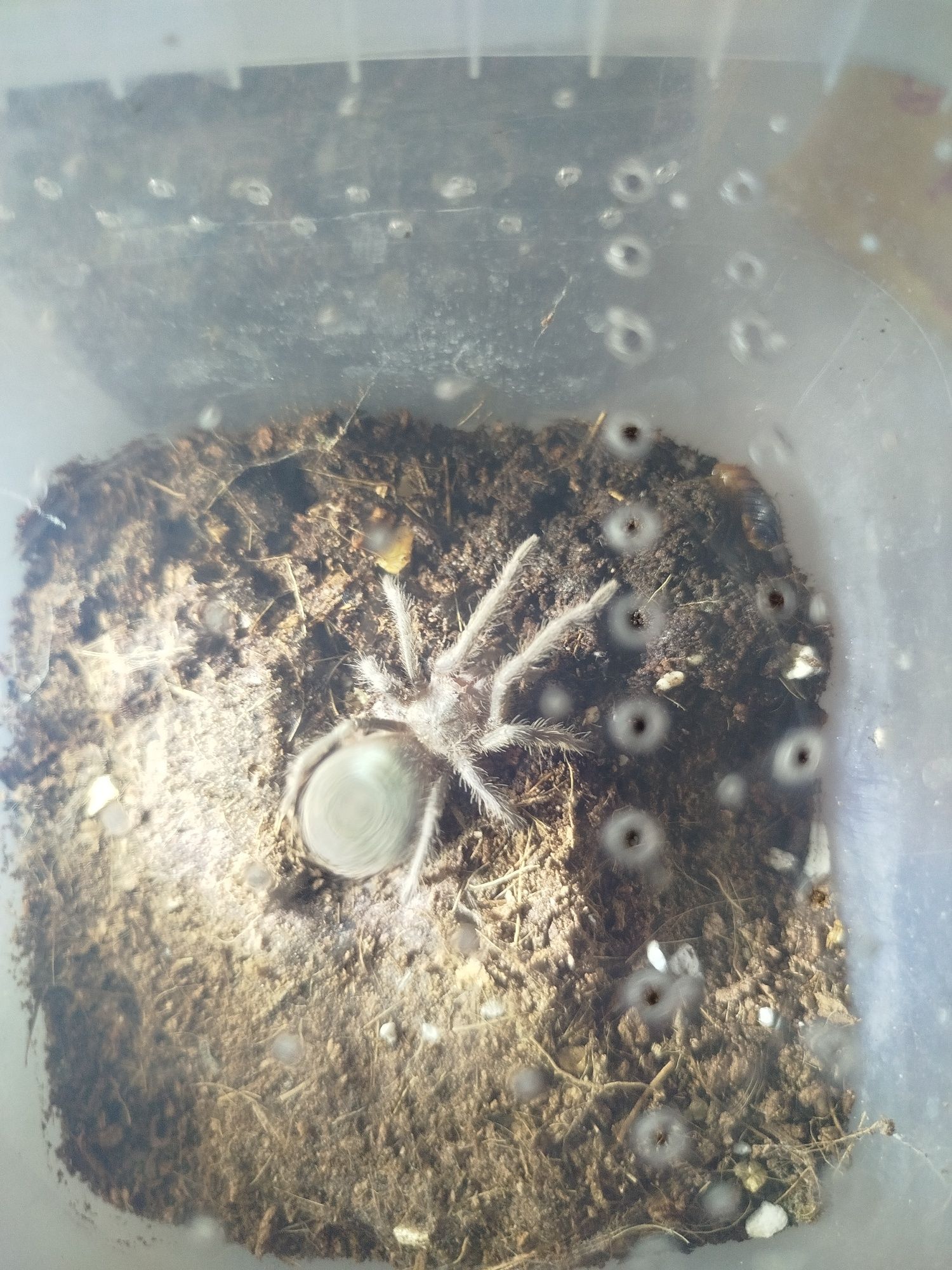 Lasiodore parahybana 3dc