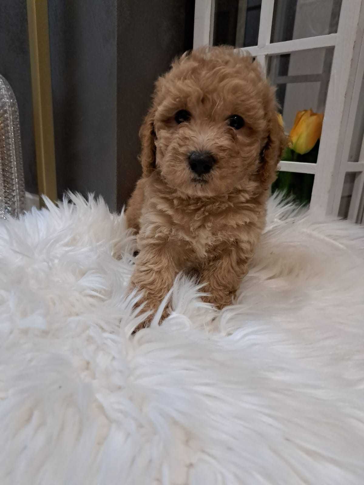 Maltipoo uroczy chłopczyk