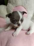 ** Biało-liliowa suczka chihuahua**