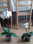 2 x storczyk phalaenopsis żywy prawdziwy