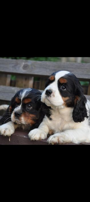 Кавалер Кінг Чарльз Спанієль дуже гарна порода