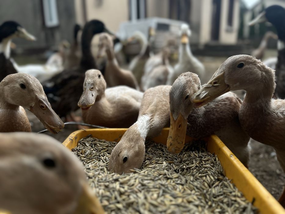 Kaczki kaczka biegus biegusy