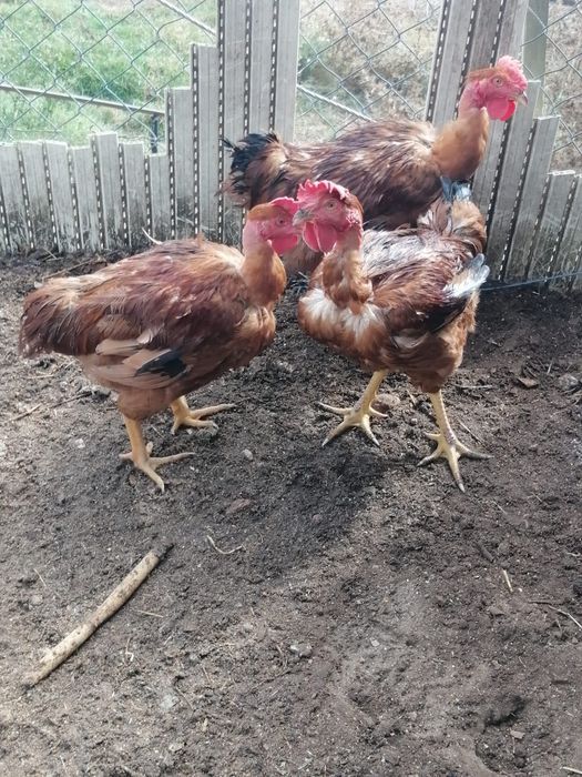 Galos e frangos para venda