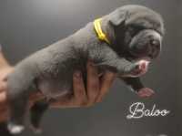 Szczeniak american bully abkc pies samiec