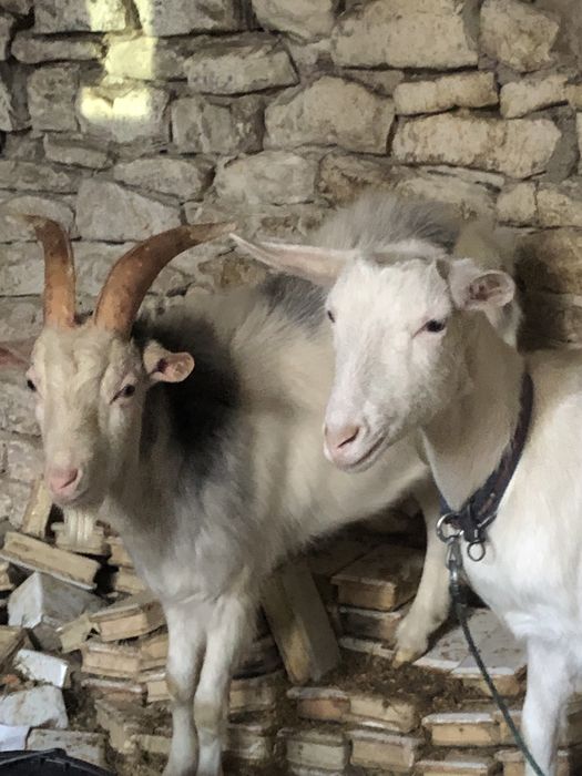 Koza kozioł koziołek