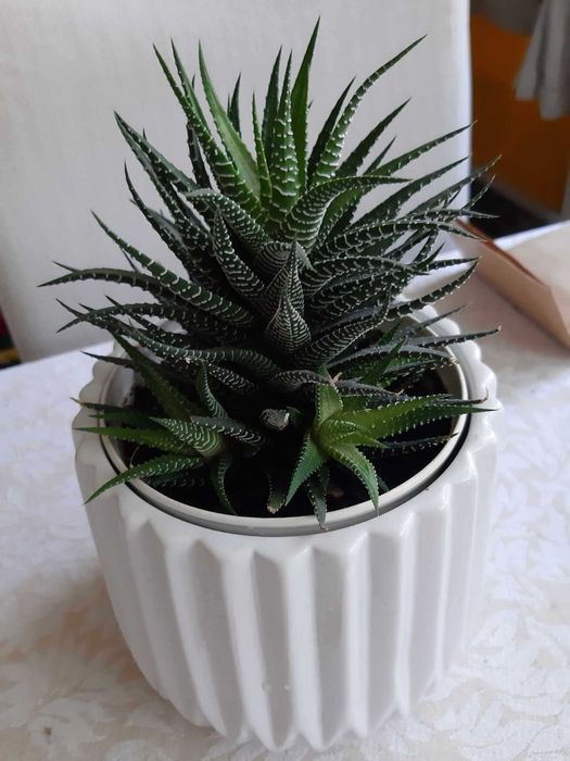 Haworsja wąskolistna lub pasiasta kaktus