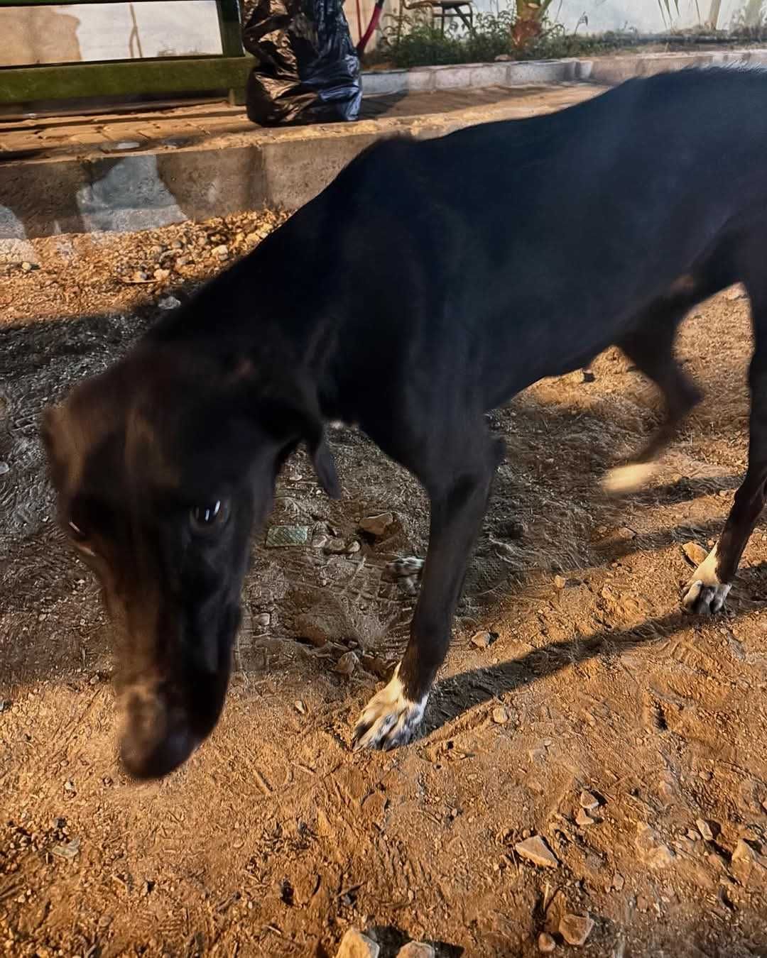 Hana, młoda miniatura charta perskiego saluki