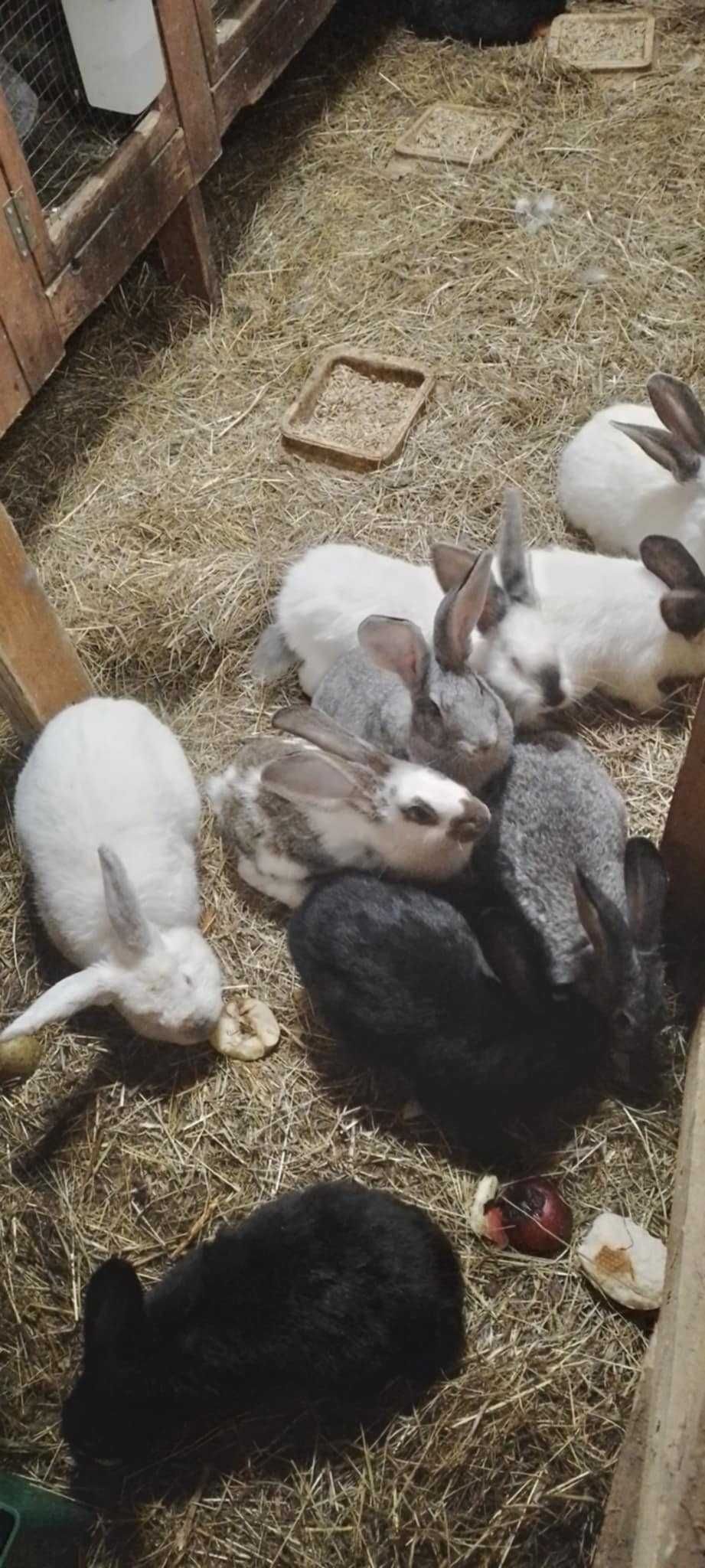 Sprzedam króliki samce i samice