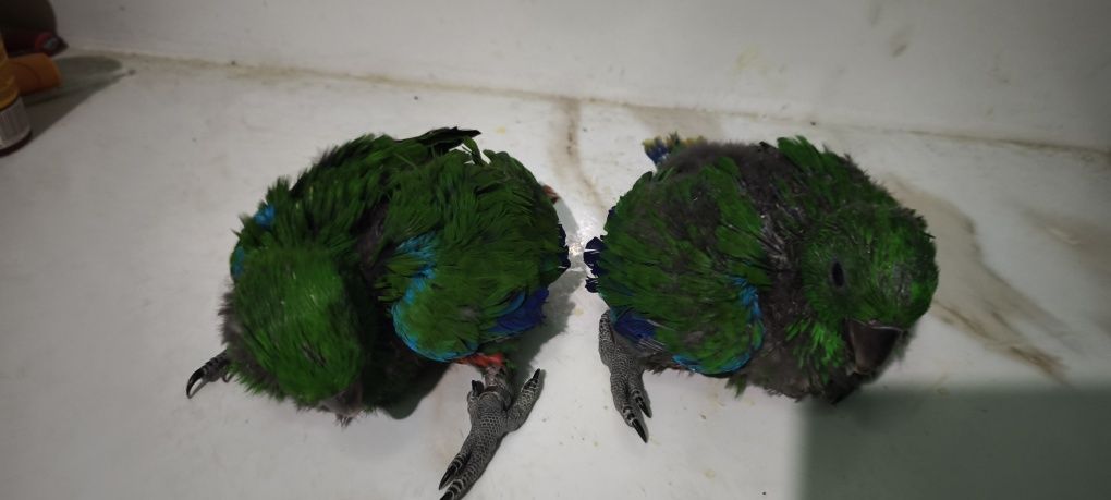 Papagaios écletus para acabar de criar à mão