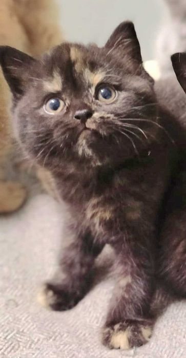 Kot Brytyjski   Rodowód PZF/WCF