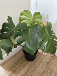 Monstera roslina zielona