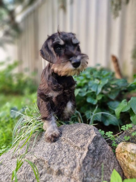 Цуценята цвергшнауцера