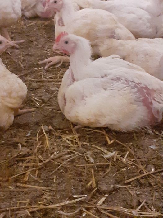 Nioski młode Rosa Leghorn lohman