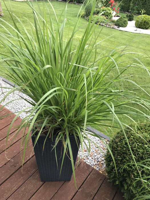 Dorodne Trawy ozdobne w  donicy krótko  przed kwitnięciem