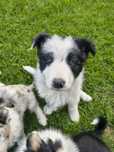 Pies border collie biało czarny