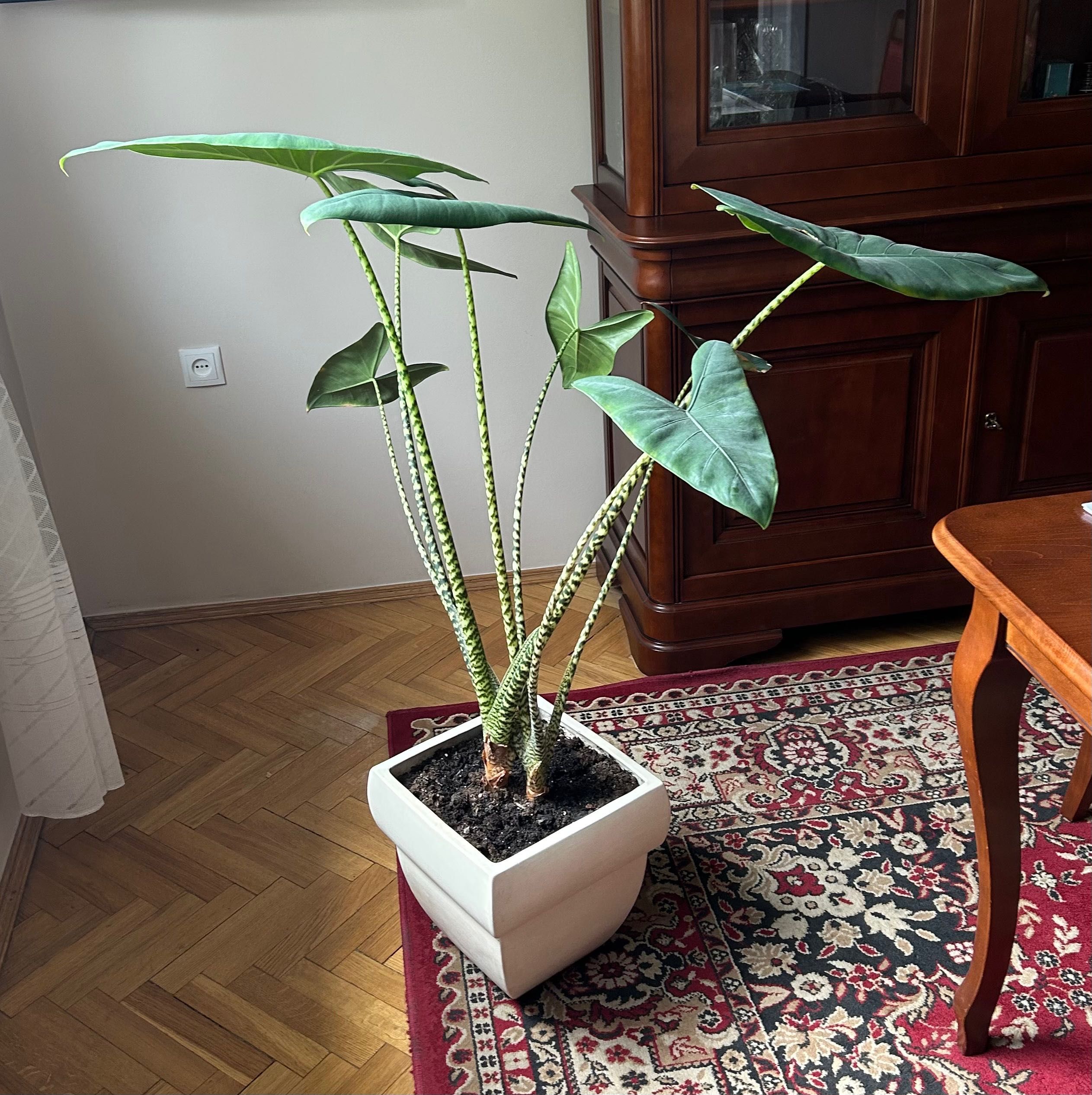 Alocasia zebrina (Alokazja pasiasta)