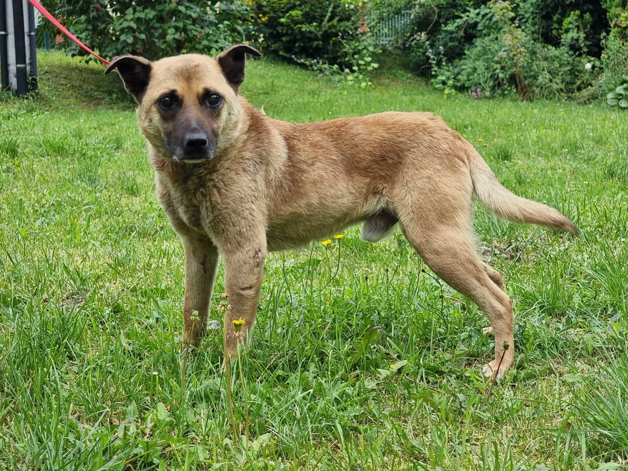 Klakson - niedowidzący piesek do adopcji