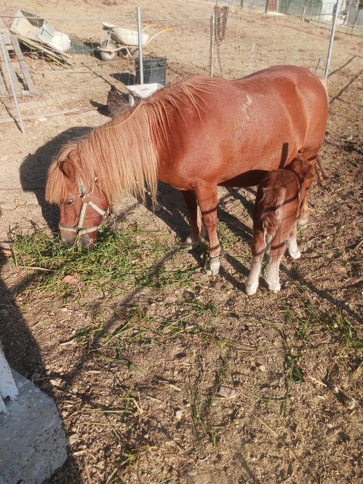 Vendo pónei fêmea com charrete