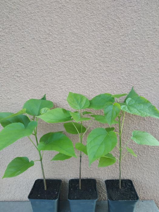 Катальпа.Сіянці в контейнерах