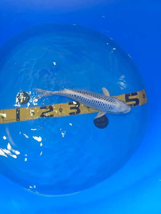 Koi Gin Matsuba com certificado 35cm