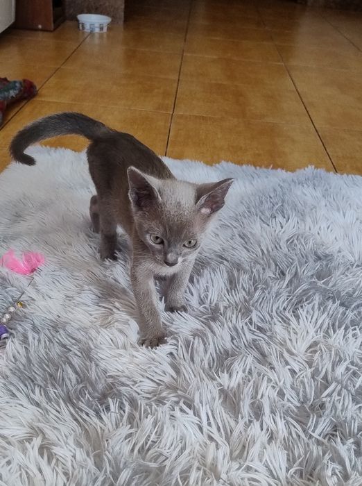 Котики,Бурма голубая, мальчики