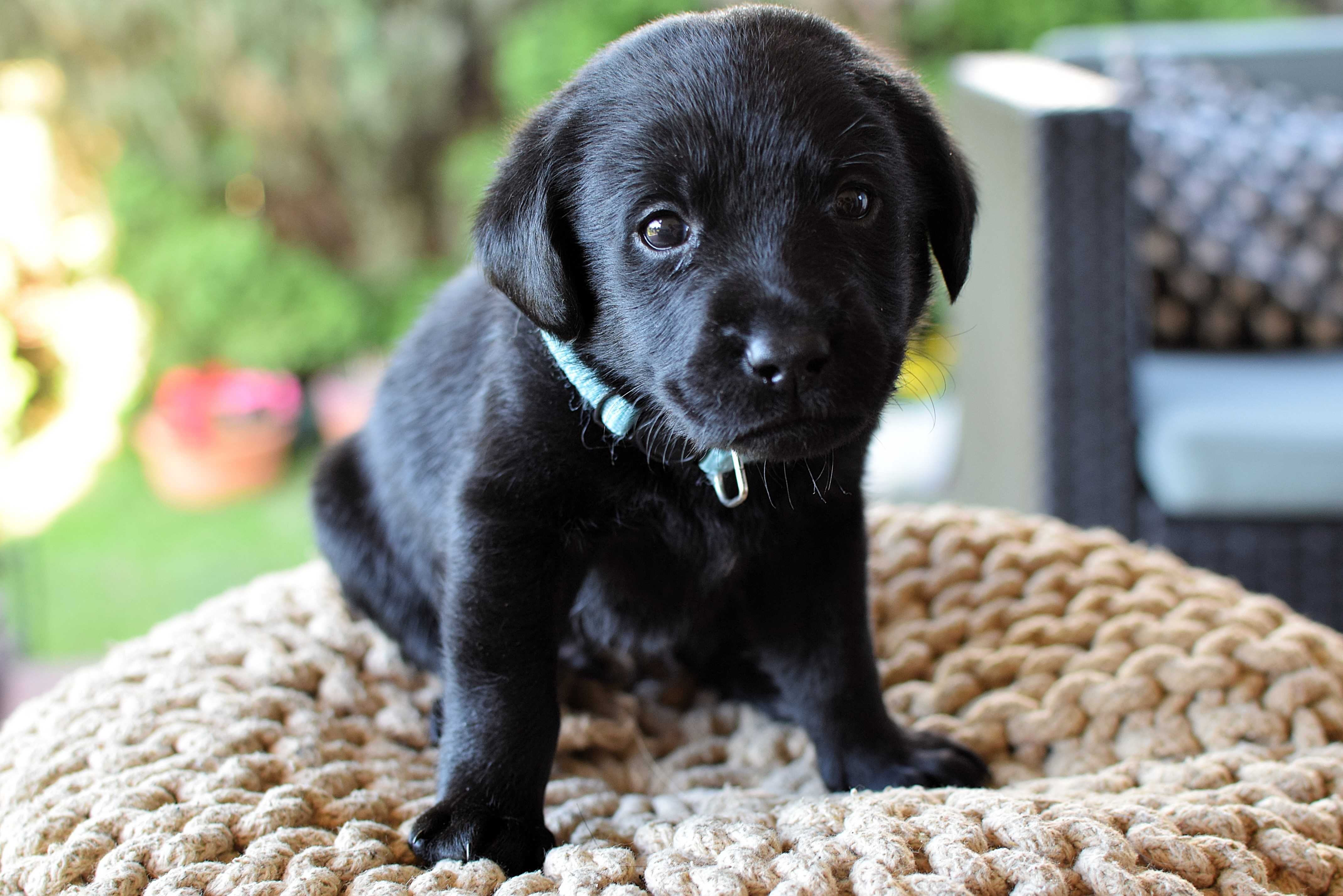 Piękny szczeniak Labrador Retriever