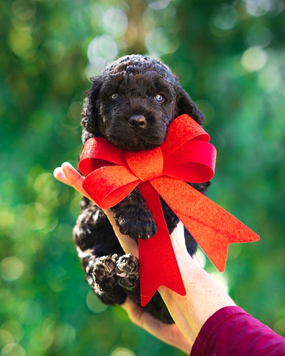 Hiszpański Pies Dowodny - ( jak lagotto )