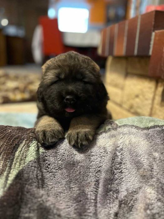 owczarek kaukaski szczenię FCI