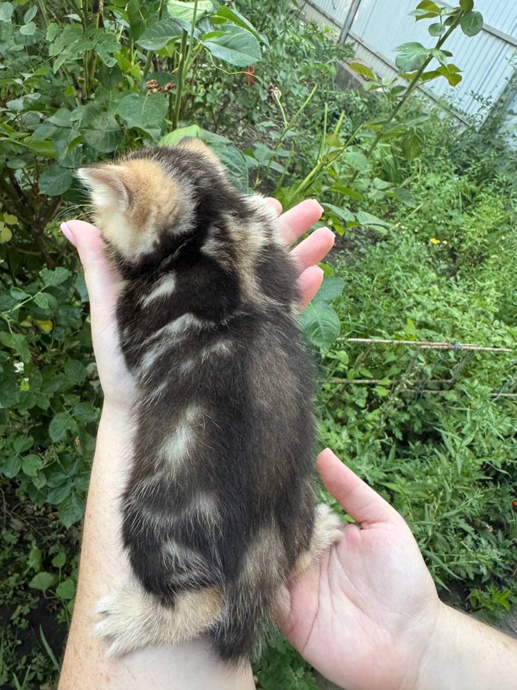 Шотландські котики