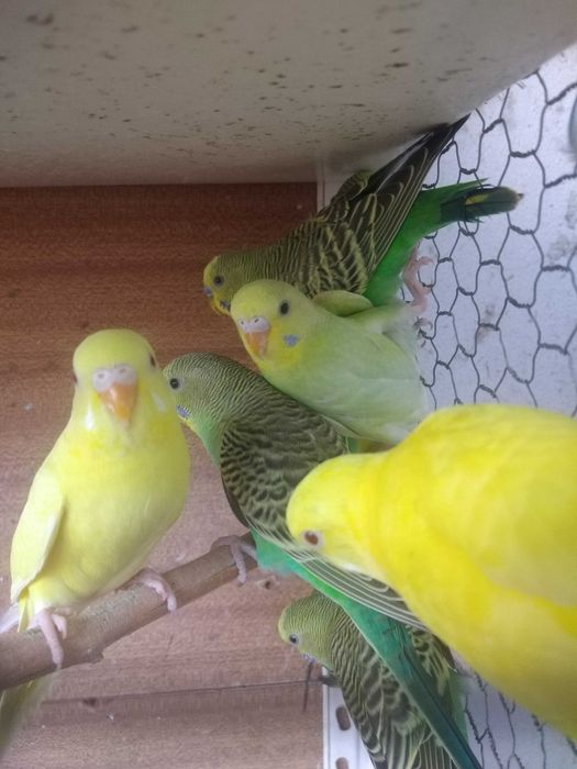 Periquitos Australianos