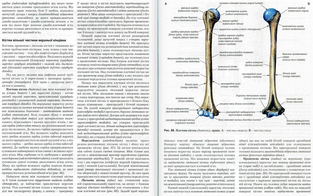 Анатомия. Нормальная. Анатомія. Нормальна. Головацький.