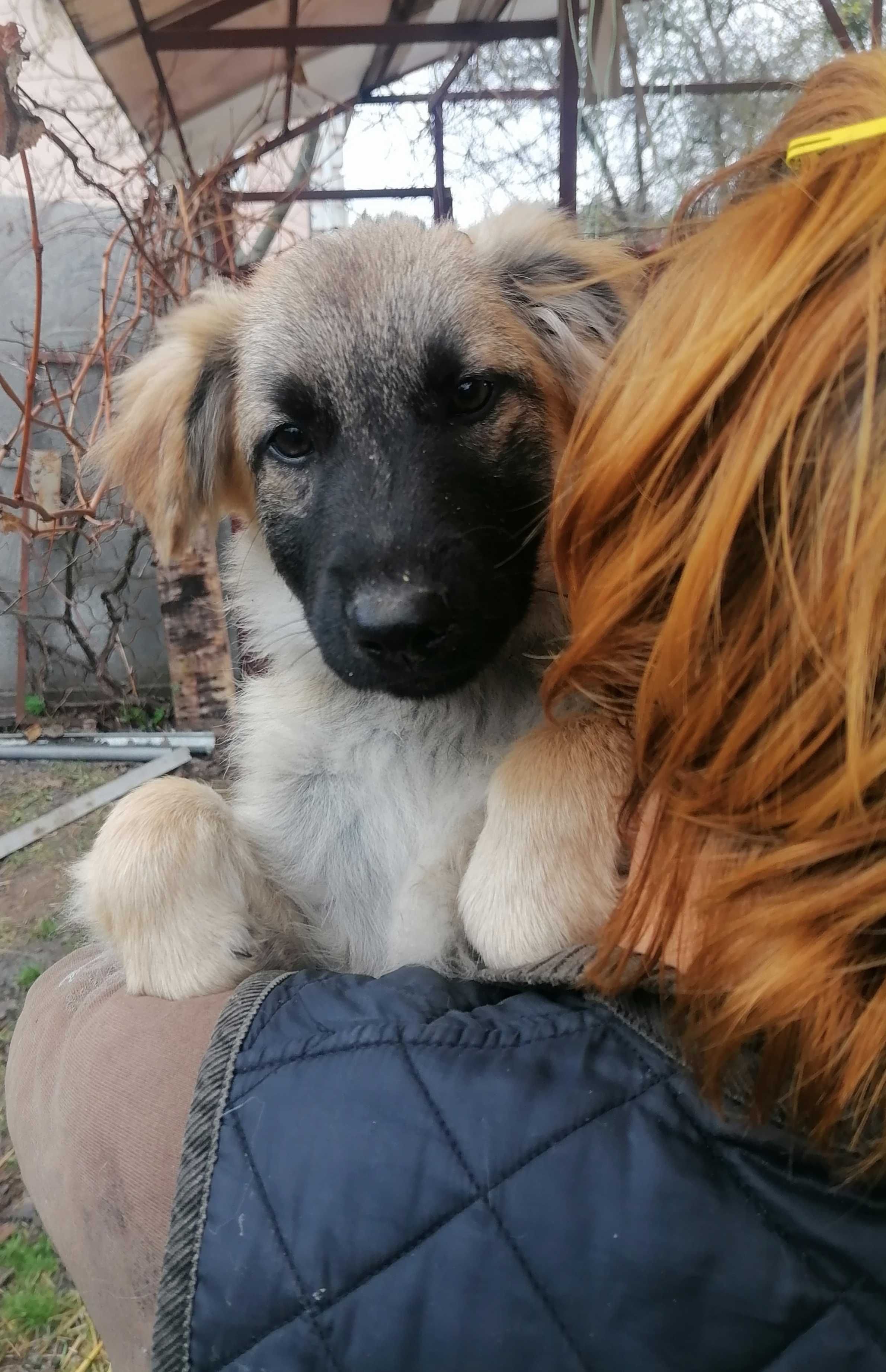 Шукає родину чудове цуценятко - хлопчик Тім