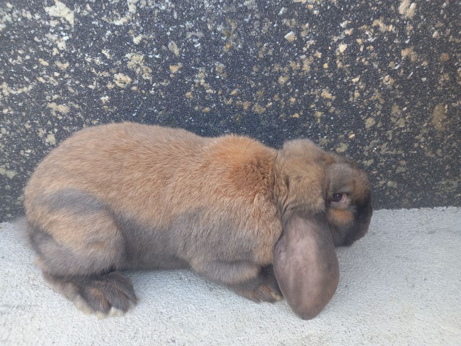 Кролики французького барана