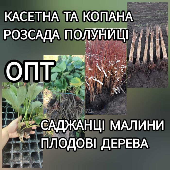 Саджанці Полуниці Розсада Малини Плодові дерева Саженцы Клубники