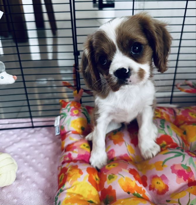 Cavalier King Charles Spaniel blenheim