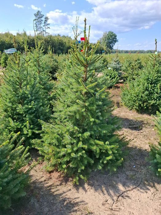 Świerk Serbski OMORIKA w donicy od 100 - 200 cm - TuChoinki.pl Jodła