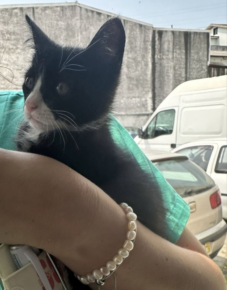Gatinho 2 meses para adoção