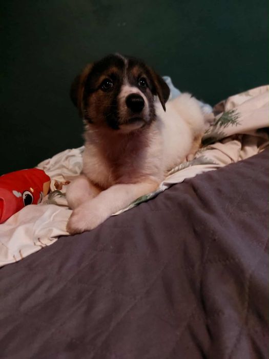 Adoptuj sunie w typie border colie