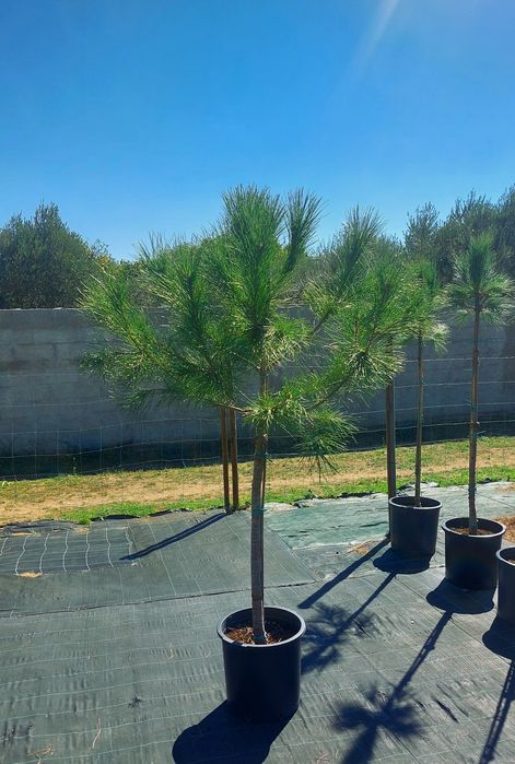 Pinheiros mansos 1 70/1.90