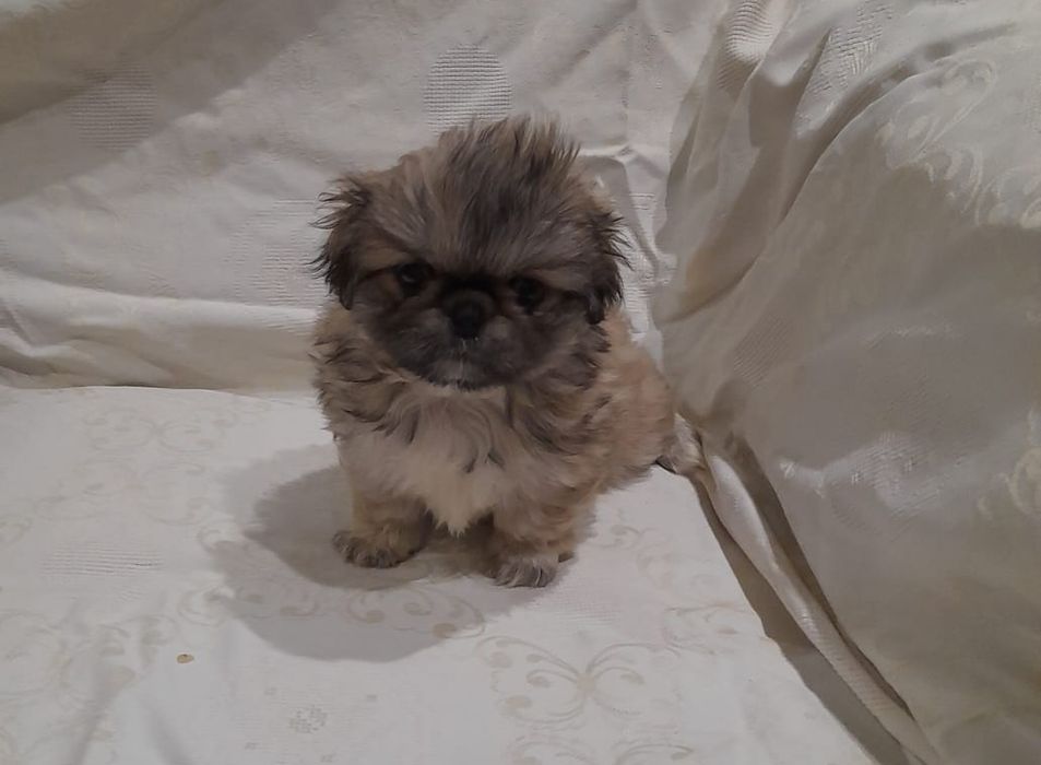 До продажу готові пекінеси