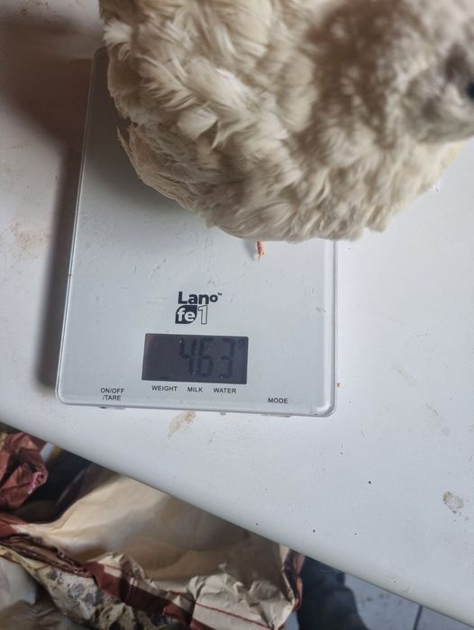 Jaja lęgowe przepiórka brojler mięsne przepiórki brojlery 6 paczek