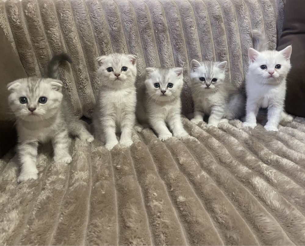 Британські кошенята