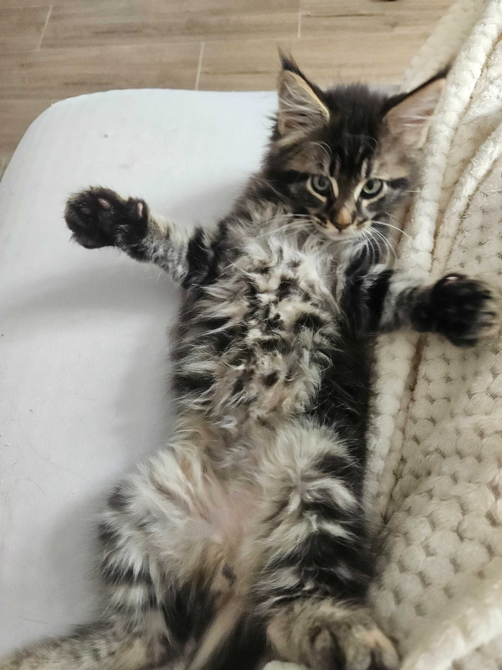 Maine coon kotki