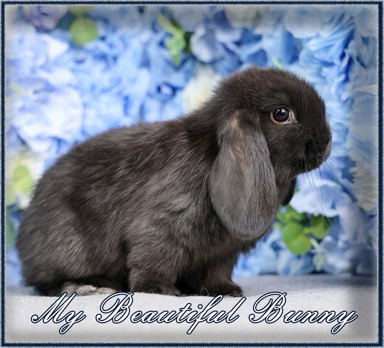 Piękny Króliczek 100% Mini Lop - Black